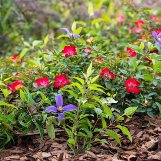 Playful Happy Trails™ Groundcover rose