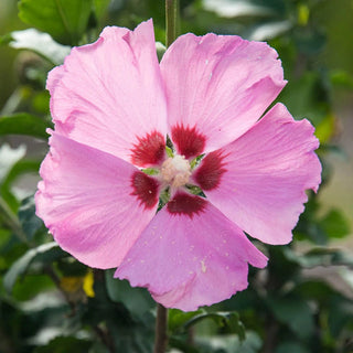 Lollipop Hibiscus Standard Trio