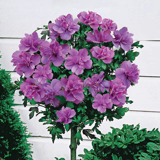 Lollipop Hibiscus Standard Trio