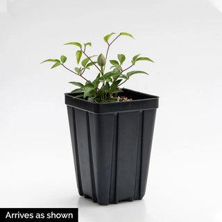 Clematis Cotton Candy Vancouver™