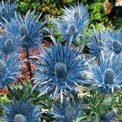 Blue Sea Holly