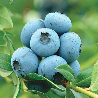 Blueberry Bushes