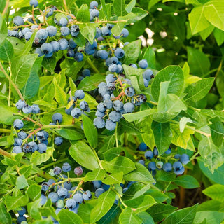 Northland Semi-Dwarf Blueberry