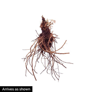 Tutti Frutti Hummingbird Mint