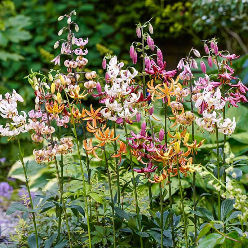 Martagon Lily Mix