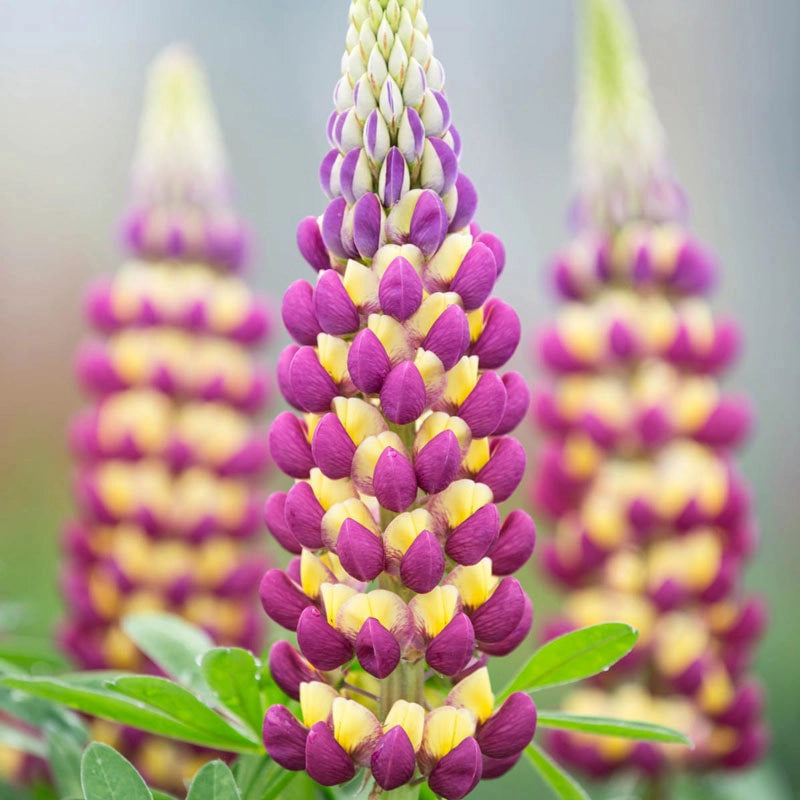 Westcountry™ Manhattan Lights Lupine