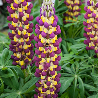 Westcountry™ Manhattan Lights Lupine