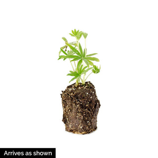 Westcountry™ Manhattan Lights Lupine