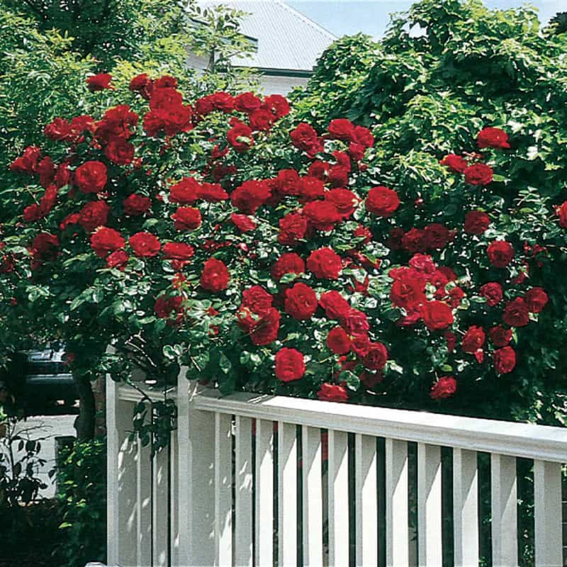Dublin Bay Climbing Rose | Shop Roses | Spring Hill Nurseries