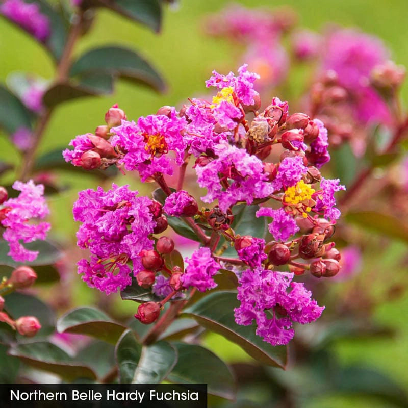 Northern Belle Hardy Crape Myrtle Trio