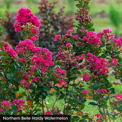 Northern Belle Hardy Crape Myrtle Trio