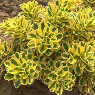 Atlantis™ Sedum