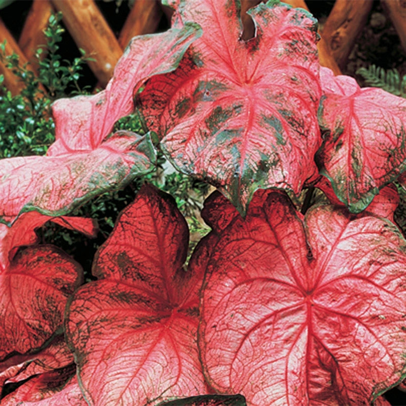 Rosy Leaf Caladium