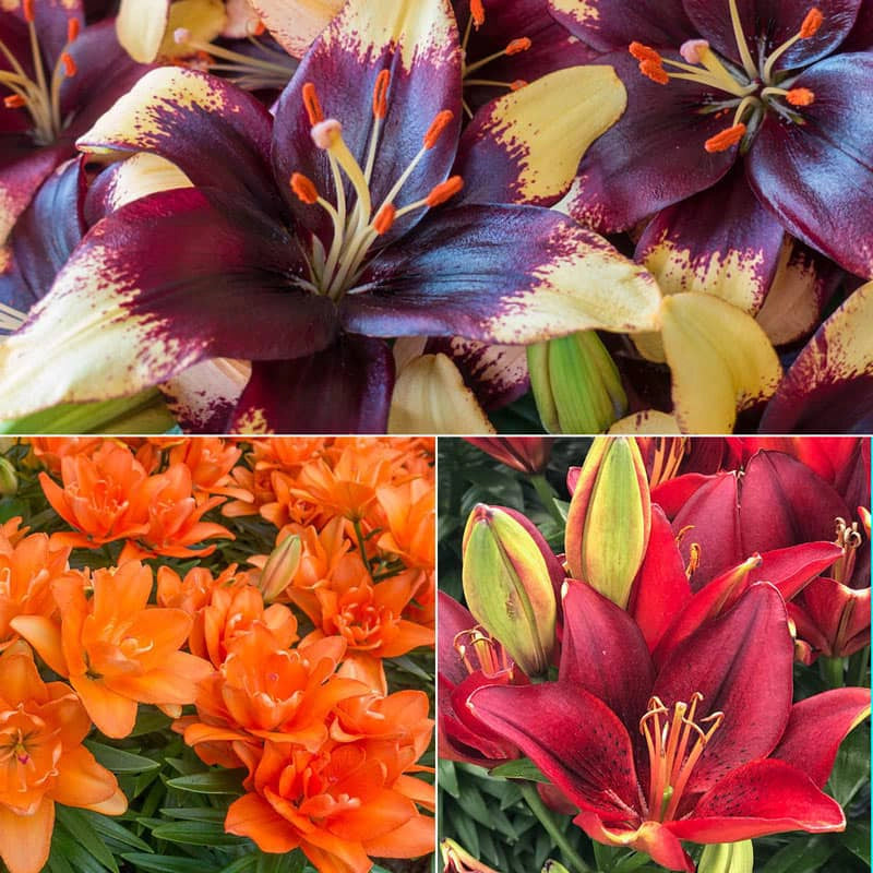 Asiatic Lily Trio For Borders