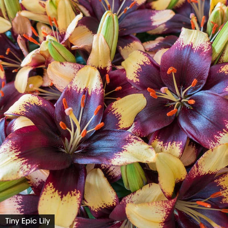 asiatic border lilies Asiatic Lily Trio For Borders
