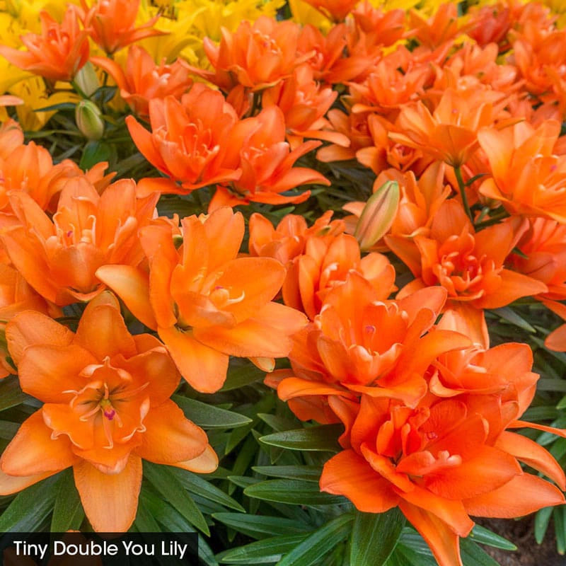 double you asiatic lily Asiatic Lily Trio For Borders