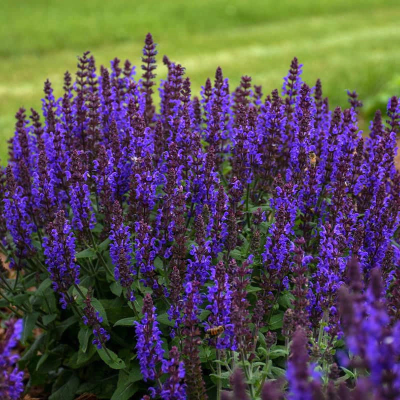 Bumbleblue Salvia