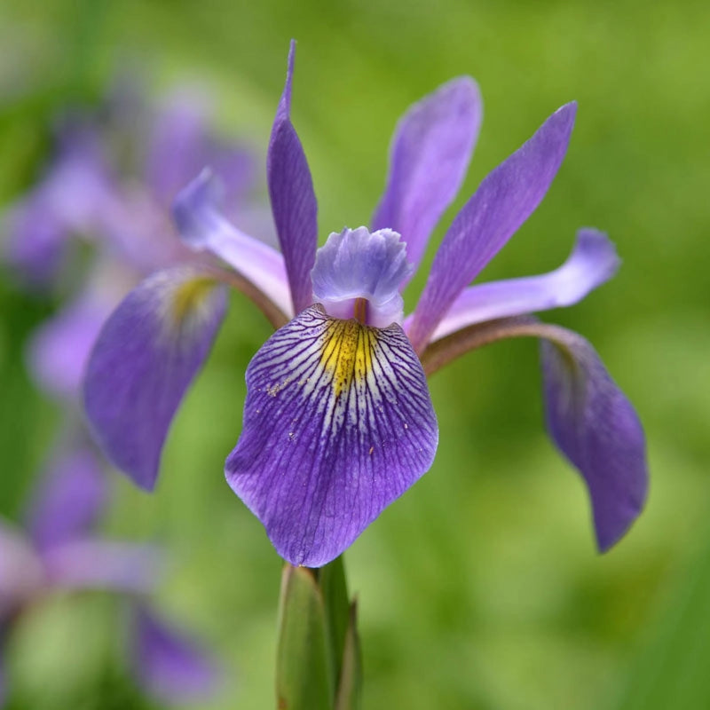 lavender iris flower Purple Flame Iris