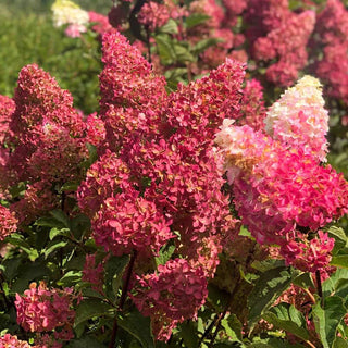 Berry White® Hydrangea