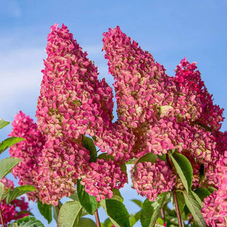 Berry White® Hydrangea
