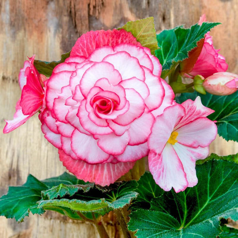 Bouton De Rose Begonia