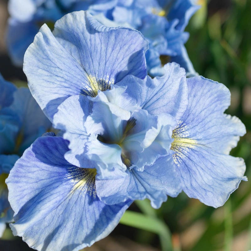 Mission Bay Siberian Iris