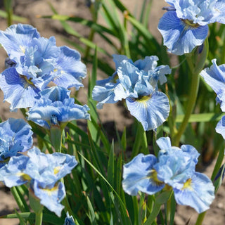 Mission Bay Siberian Iris