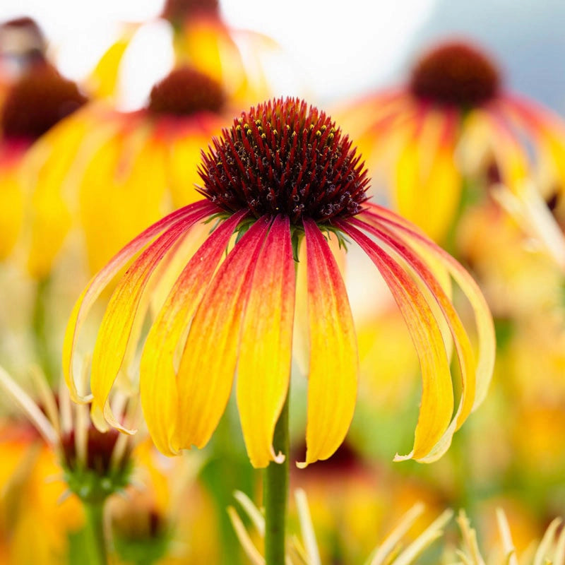 echinacea double dipped rainbow sherbet seeds Fiery Meadow Mama Coneflower