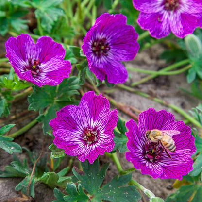 Jolly Jewel™ Lilac Geranium