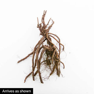 Jolly Jewel™ Lilac Geranium