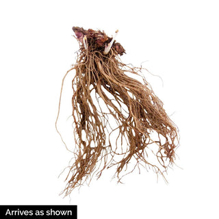 Amber Waves Coral Bells