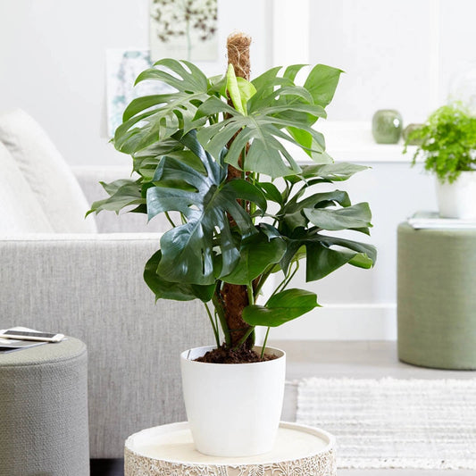 monstera lifespan Philodendron Monstera