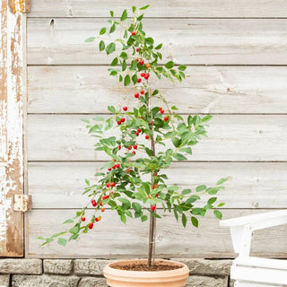 Wowza!® Dwarf Cherry