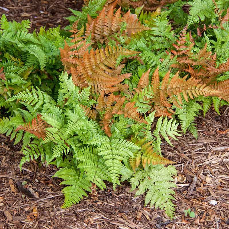 Brilliance Autumn Fern