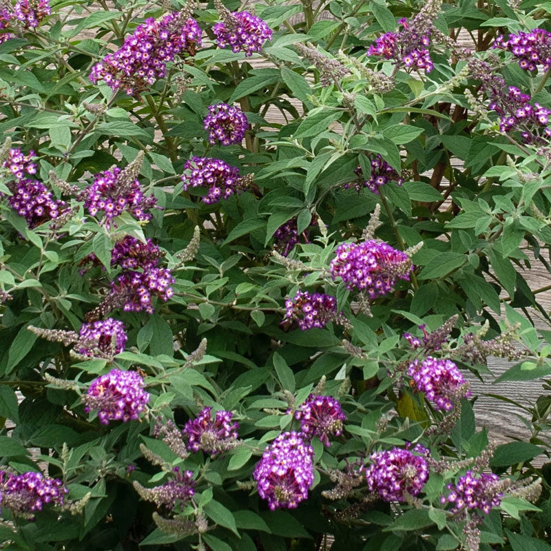 Polka Dot Butterfly Bush