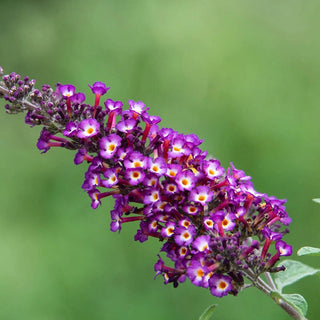 Polka Dot Butterfly Bush