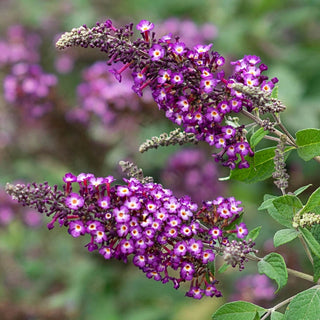 Polka Dot Butterfly Bush