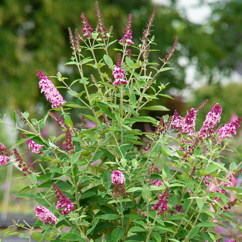 Perfect Pyramid Butterfly Bush | Spring Hill Nurseries