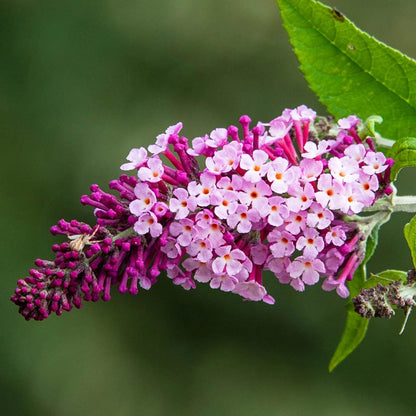 Perfect Pyramid Butterfly Bush