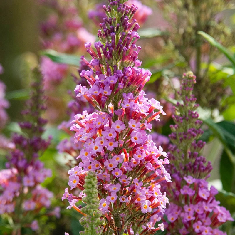 Le Petit Butterfly Bush