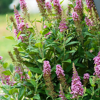Le Petit Butterfly Bush