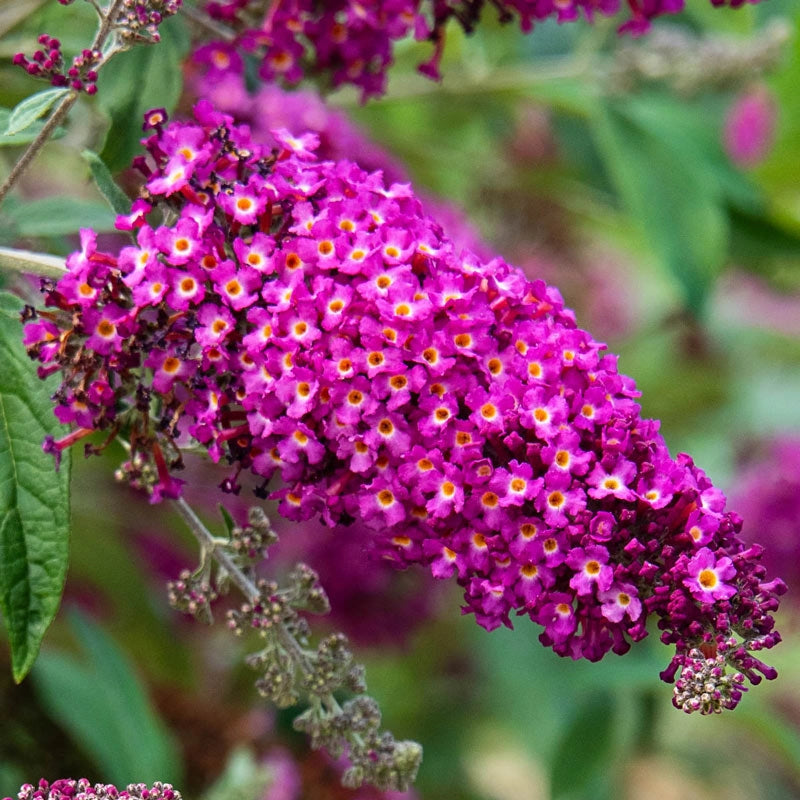 Magenta Darling Butterfly Bush