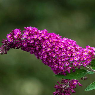 Magenta Darling Butterfly Bush