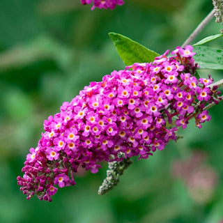 Magenta Darling Butterfly Bush