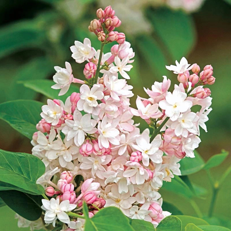 Beauty of Moscow Lilac - Shop Lilacs | Spring Hill – Spring Hill Nursery