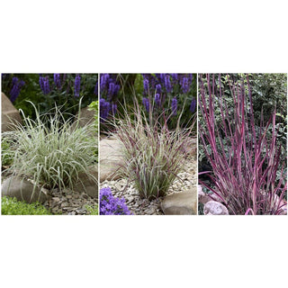 Chameleon Variegated Little Bluestem