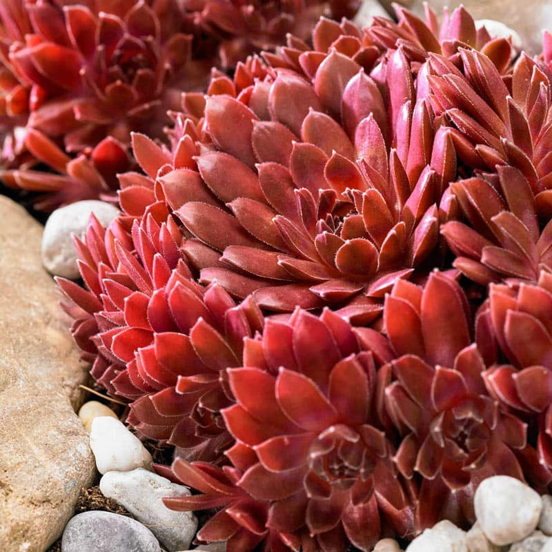 Coral Red Hens &amp; Chicks