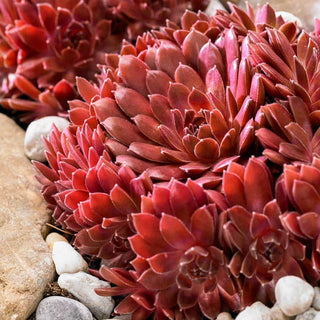 Coral Red Hens & Chicks