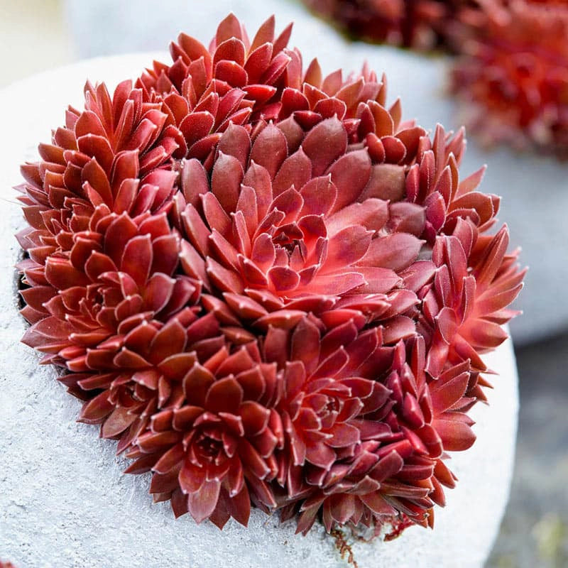 Coral Red Hens &amp; Chicks