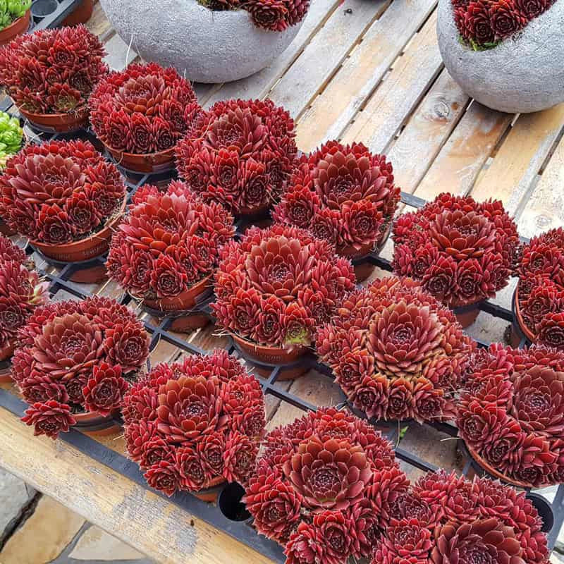 red hens and chicks succulent Coral Red Hens & Chicks